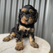 Load image into Gallery viewer, NYLA - Female Toy Cavoodle - Ready 28th July