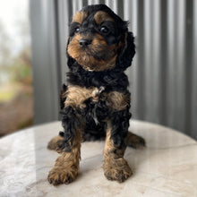 Load image into Gallery viewer, NYLA - Female Toy Cavoodle - Ready 28th July