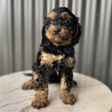 Load image into Gallery viewer, NYLA - Female Toy Cavoodle - Ready 28th July