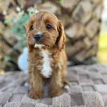 Load image into Gallery viewer, OAKLEY - Female Toy Cavoodle - Ready Now