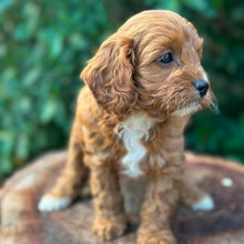 Load image into Gallery viewer, OAKLEY - Female Toy Cavoodle - Ready Now