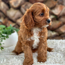 Load image into Gallery viewer, OAKLEY - Female Toy Cavoodle - Ready Now