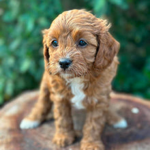 Load image into Gallery viewer, OAKLEY - Female Toy Cavoodle - Ready Now