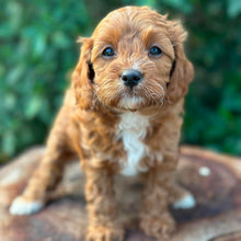 Load image into Gallery viewer, OAKLEY - Female Toy Cavoodle - Ready Now