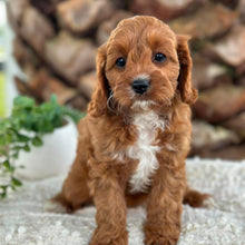 Load image into Gallery viewer, OAKLEY - Female Toy Cavoodle - Ready Now