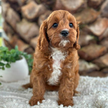 Load image into Gallery viewer, OAKLEY - Female Toy Cavoodle - Ready Now