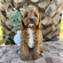Load image into Gallery viewer, OAKLEY - Female Toy Cavoodle - Ready Now