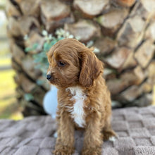 Load image into Gallery viewer, OAKLEY - Female Toy Cavoodle - Ready Now