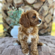 Load image into Gallery viewer, OCEAN - Female Toy Cavoodle - Ready Now