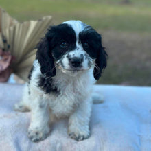 Load image into Gallery viewer, OCEAN - Female Toy Cavoodle - Ready Now