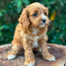 Load image into Gallery viewer, OCEAN - Female Toy Cavoodle - Ready 26th May