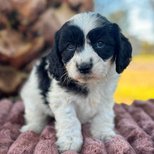 Load image into Gallery viewer, OCEAN - Female Toy Cavoodle - Ready 6th July 🌟 Free Flight Offer 🌟