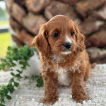 Load image into Gallery viewer, OCEAN - Female Toy Cavoodle - Ready 26th May