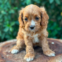 Load image into Gallery viewer, OCEAN - Female Toy Cavoodle - Ready 26th May