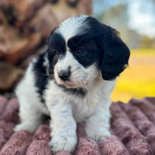 Load image into Gallery viewer, OCEAN - Female Toy Cavoodle - Ready 6th July 🌟 Free Flight Offer 🌟