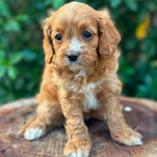 Load image into Gallery viewer, OCEAN - Female Toy Cavoodle - Ready 26th May