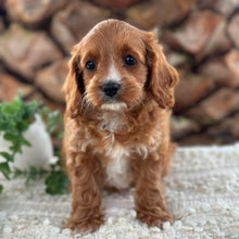 Load image into Gallery viewer, OCEAN - Female Toy Cavoodle - Ready 26th May