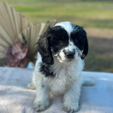 Load image into Gallery viewer, OCEAN - Female Toy Cavoodle - Ready Now