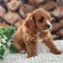 Load image into Gallery viewer, OCEAN - Female Toy Cavoodle - Ready 26th May