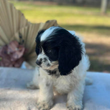 Load image into Gallery viewer, OCEAN - Female Toy Cavoodle - Ready Now