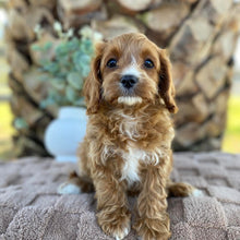 Load image into Gallery viewer, OCEAN - Female Toy Cavoodle - Ready Now