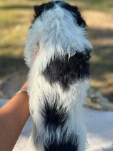Load image into Gallery viewer, OCEAN - Female Toy Cavoodle - Ready Now