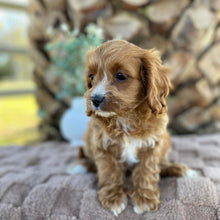 Load image into Gallery viewer, OCEAN - Female Toy Cavoodle - Ready Now