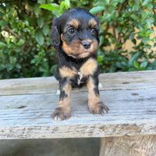 Load image into Gallery viewer, ODIN - Male Toy Cavoodle - Ready 20th May