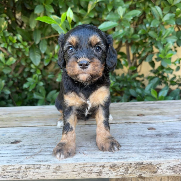 ODIN - Male Toy Cavoodle - Ready 20th May