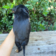 Load image into Gallery viewer, ODIN - Male Toy Cavoodle - Ready 20th May