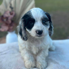Load image into Gallery viewer, OKRA - Female Toy Cavoodle - Ready Now