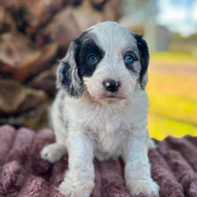 Load image into Gallery viewer, OKRA - Female Toy Cavoodle - Ready Now