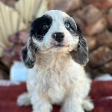 Load image into Gallery viewer, OKRA - Female Toy Cavoodle - Ready Now