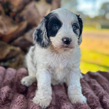 Load image into Gallery viewer, OKRA - Female Toy Cavoodle - Ready Now