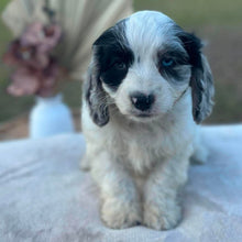 Load image into Gallery viewer, OKRA - Female Toy Cavoodle - Ready Now