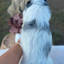 Load image into Gallery viewer, OKRA - Female Toy Cavoodle - Ready Now