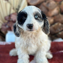 Load image into Gallery viewer, OKRA - Female Toy Cavoodle - Ready Now