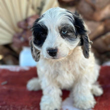 Load image into Gallery viewer, OKRA - Female Toy Cavoodle - Ready Now