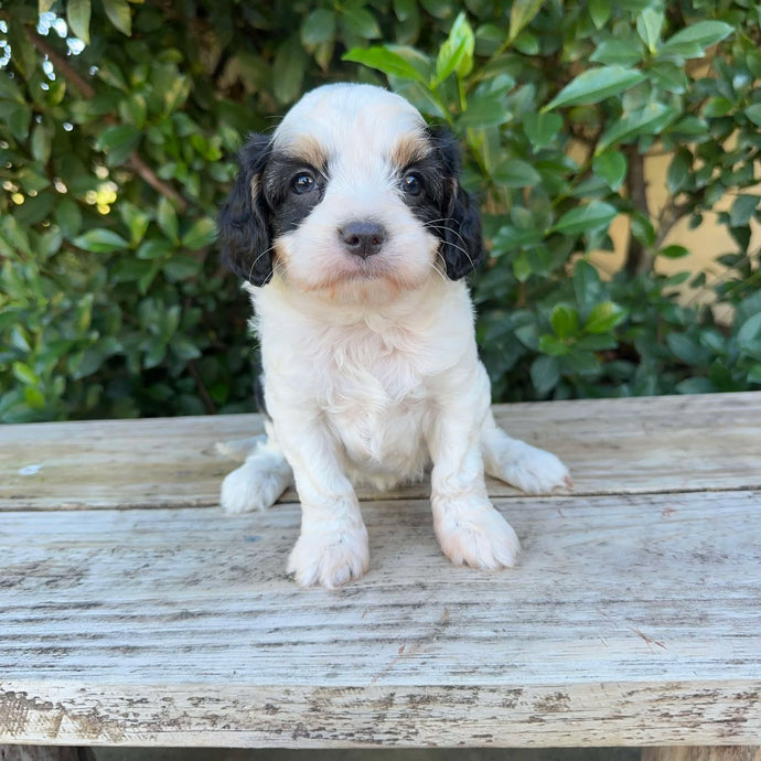 OLA - Female Toy Cavoodle - Ready 20th May