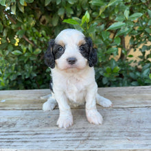 Load image into Gallery viewer, OLA - Female Toy Cavoodle - Ready 20th May
