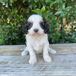OLA - Female Toy Cavoodle - Ready 20th May
