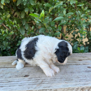 OLA - Female Toy Cavoodle - Ready 20th May