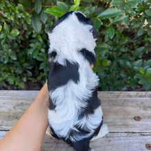 Load image into Gallery viewer, OLA - Female Toy Cavoodle - Ready 20th May