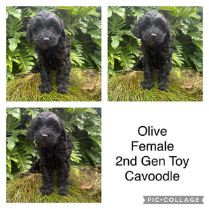 OLIVE - Toy Cavoodle - Ready Now