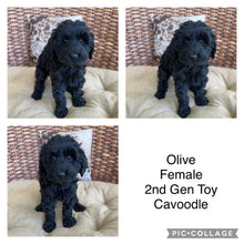 Load image into Gallery viewer, OLIVE - Toy Cavoodle - Ready Now