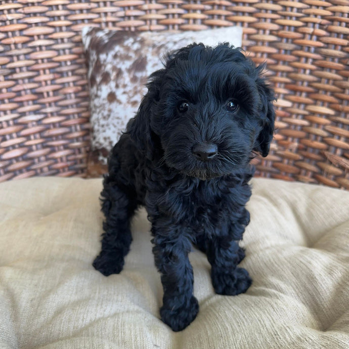 OLIVE - Female 2nd Gen Toy Cavoodle - Ready 2nd May