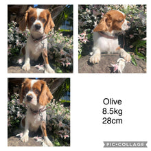 Load image into Gallery viewer, OTTIE - Female Toy Cavoodle - Ready 6th July