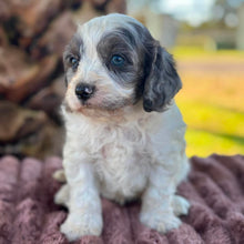 Load image into Gallery viewer, OLIVER - Male Toy Cavoodle - Ready 6th July