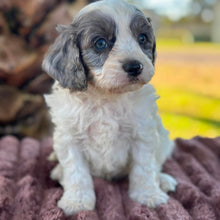 Load image into Gallery viewer, OLIVER - Male Toy Cavoodle - Ready 6th July