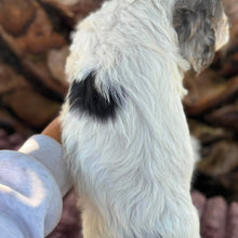 Load image into Gallery viewer, OLIVER - Male Toy Cavoodle - Ready 6th July